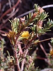 Oedera humilis