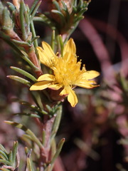 Oedera humilis
