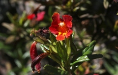 Diplacus parviflorus