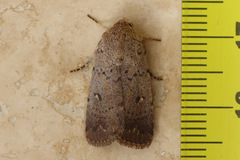 Proteuxoa hypochalchis