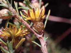 Oedera humilis