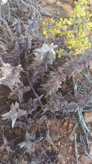 Quaqua mammillaris