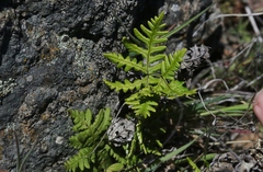 Pentagramma triangularis triangularis