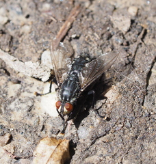 Sarcophaga subvicina