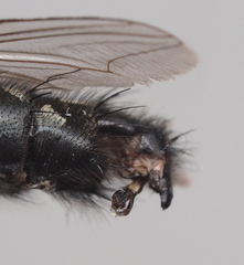 Sarcophaga subvicina