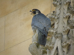 Falco peregrinus