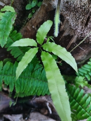 Pteris parkeri