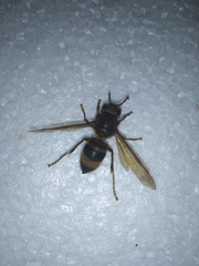 Vespa vivax