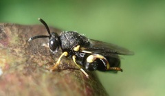 Brachymeria tibialis