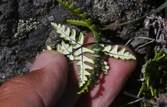 Pentagramma triangularis triangularis