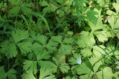 Anemonastrum baicalense