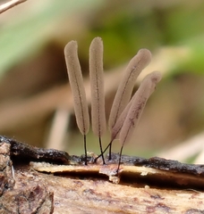 Stemonitis virginiensis