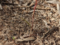 Caladenia capillata
