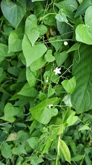 Zehneria japonica