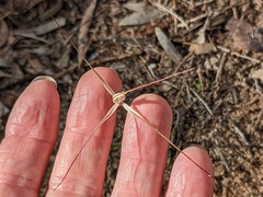 Caladenia capillata