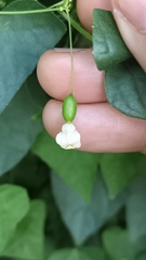 Zehneria japonica