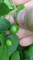 Zehneria japonica