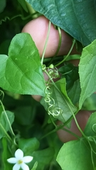 Zehneria japonica