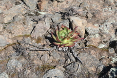 Dudleya candelabrum