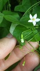 Zehneria japonica