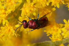 Hedychrum chalybaeum