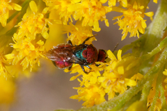 Hedychrum chalybaeum