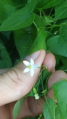 Zehneria japonica
