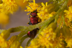 Hedychrum chalybaeum