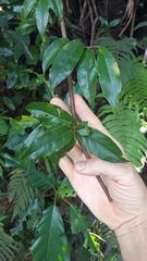 Elaeagnus loureirii
