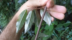 Elaeagnus loureirii