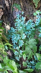 Selaginella uncinata