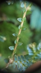 Selaginella uncinata