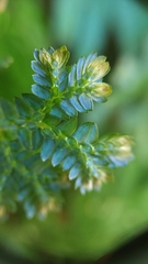 Selaginella uncinata