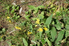 Hieracium krylovii