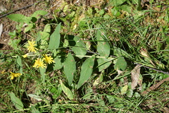 Hieracium krylovii