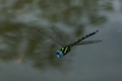 Polycanthagyna melanictera
