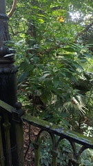 Rauvolfia verticillata