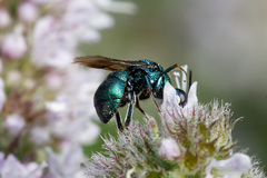 Hedychrum chalybaeum