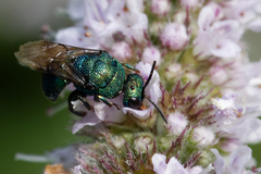 Hedychrum chalybaeum