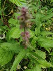 Stachys aspera