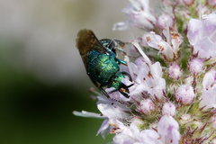 Hedychrum chalybaeum