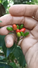 Rauvolfia verticillata