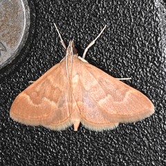 Ecpyrrhorrhoe diffusalis