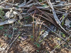 Caladenia capillata