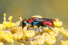 Hedychrum chalybaeum