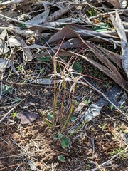 Caladenia capillata