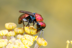 Hedychrum chalybaeum
