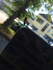 Apis mellifera