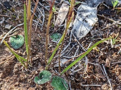 Caladenia capillata