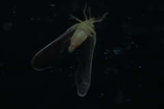Anotia firebugia